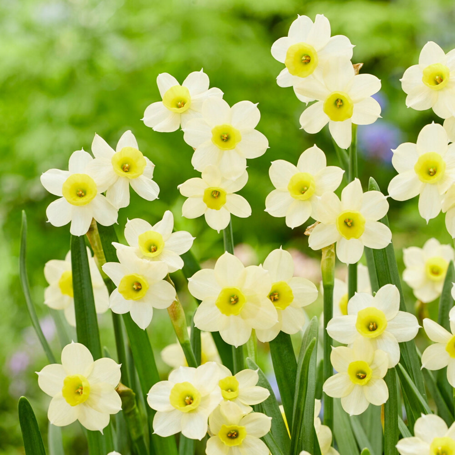 Garden State Bulb Narcissus Tazetta Minnow Daffodil Flower Bulbs, 12/14cm (Bag of 100)