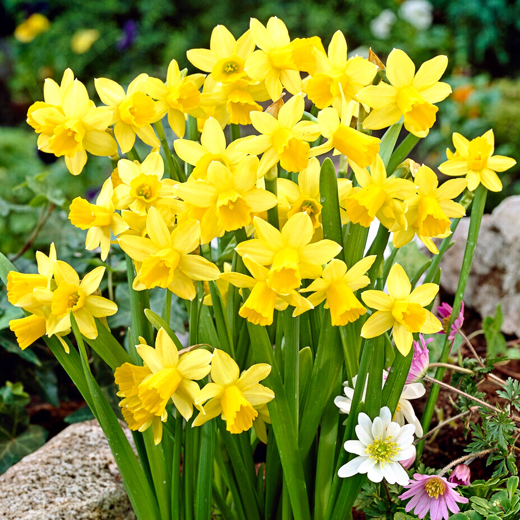 Garden State Bulb Narcissus Tete-a-Tete Daffodil Flower Bulbs, 12/14cm (Bag of 250)