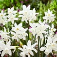 thumbnail image 1 of Garden State Bulb Narcissus Triandrus Thalia Daffodil Flower Bulbs, 14/16cm (Bag of 100), 1 of 8