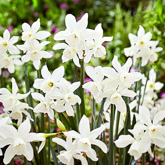 Garden State Bulb Narcissus Triandrus Thalia Daffodil Flower Bulbs, 14/16cm (Bag of 25)