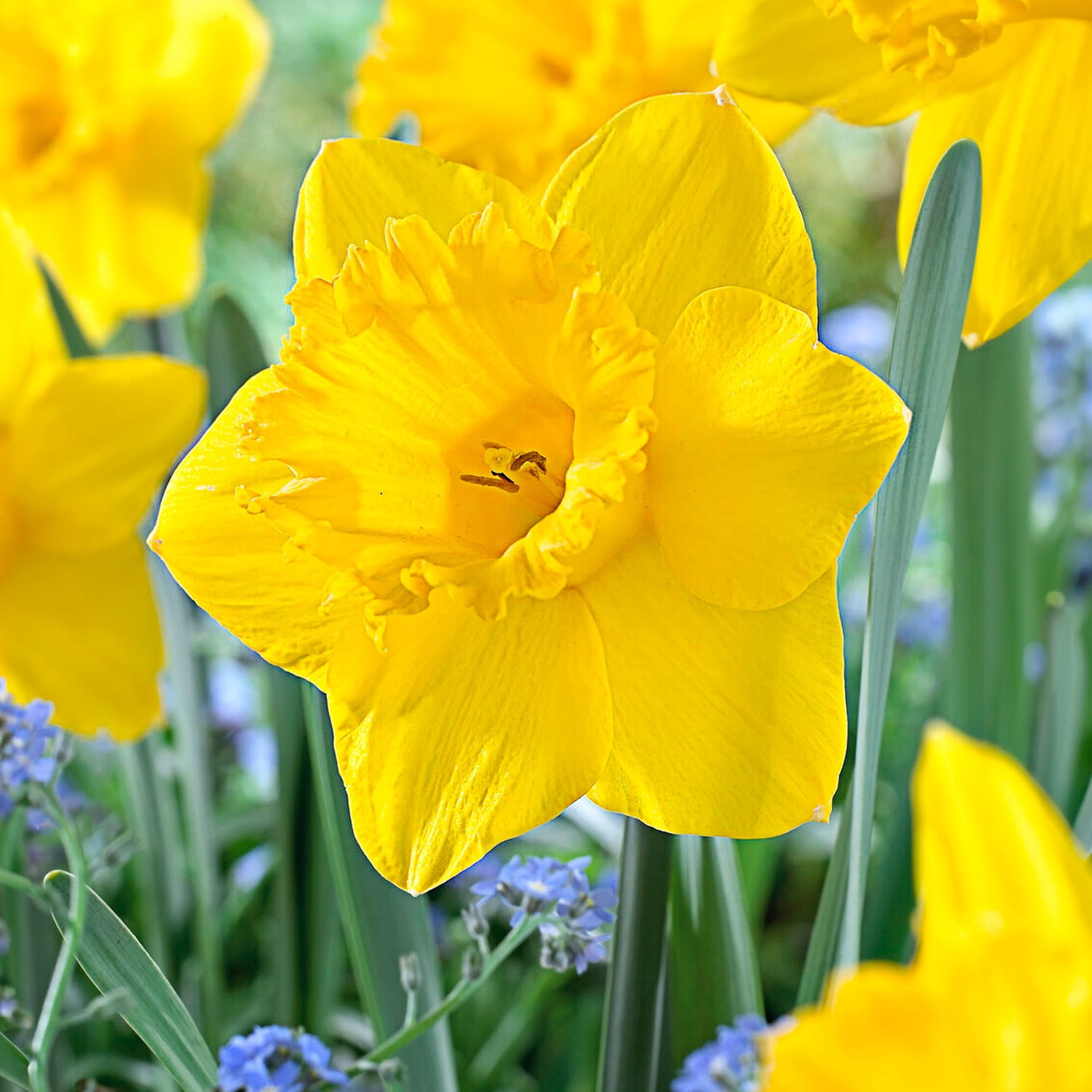 Garden State Bulb Narcissus Trumpet Dutch Master Daffodil Flower Bulbs, 14/16cm (Bag of 50)