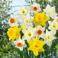 thumbnail image 1 of Garden State Bulb Naturalizing Mixed Daffodil Flower Bulbs, 12/14cm (Bag of 50), 1 of 8