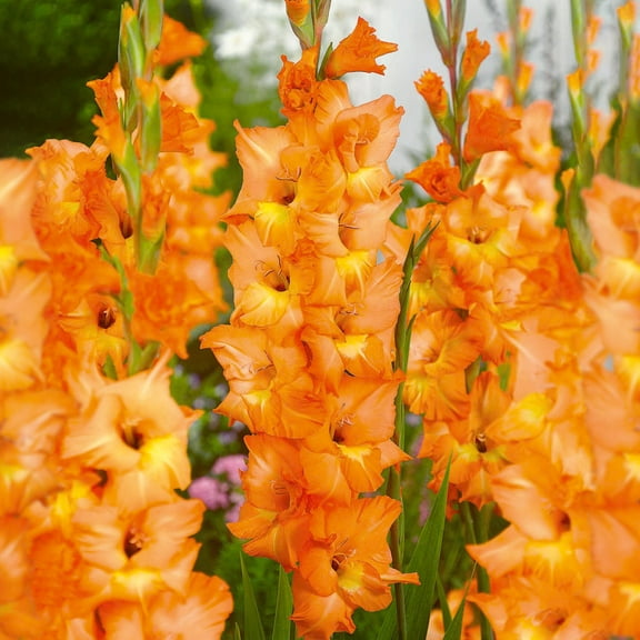 Garden State Bulb Olympic Flame Gladiolus Flower Bulbs, 12/14cm, Spring Planting (Bag of 30)