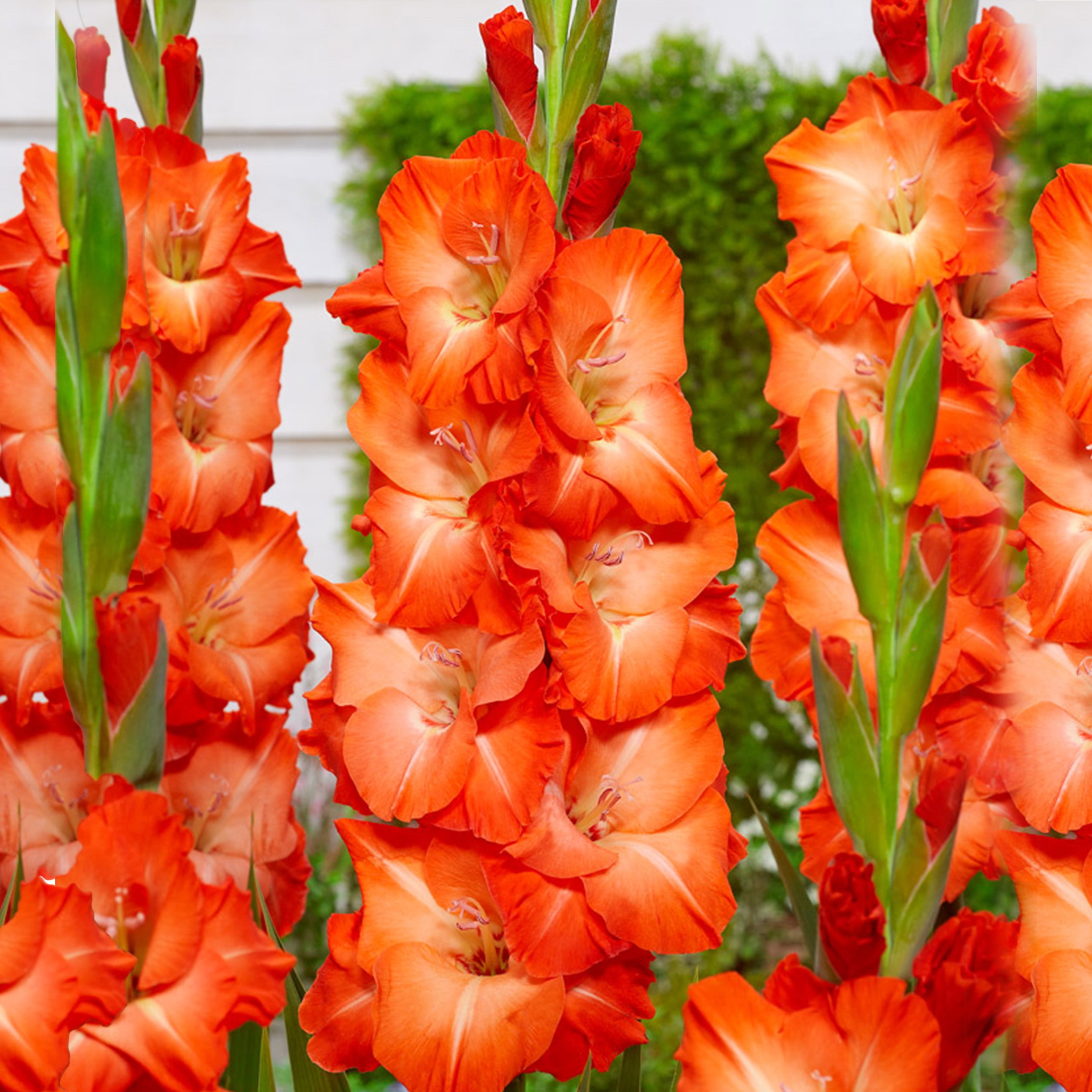 Garden State Bulb Orange Stormy Gladiolus Flower Bulbs, 12/14cm (Bag of