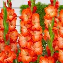 Garden State Bulb Orange Stormy Gladiolus Flower Bulbs, 12/14cm, Spring Planting (Bag of 30)