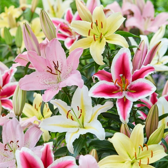 Garden State Bulb Oriental Lily Mixed Flower Bulbs, Spring Planting (Bag of 10)