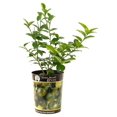 Garden State Bulb Persian Lime Tree, Citrus Live Plant (1 Gallon Growers Pot) Cannot Ship FL, AZ