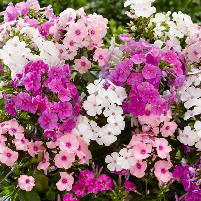 Garden State Bulb Phlox Summer Mixed 3CT