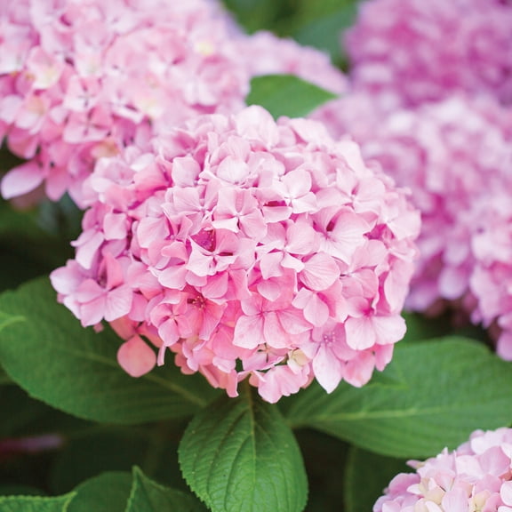 Garden State Bulb Pink Beauty Hydrangea Shrub, Bare Root, Spring Planting (Bag of 1)
