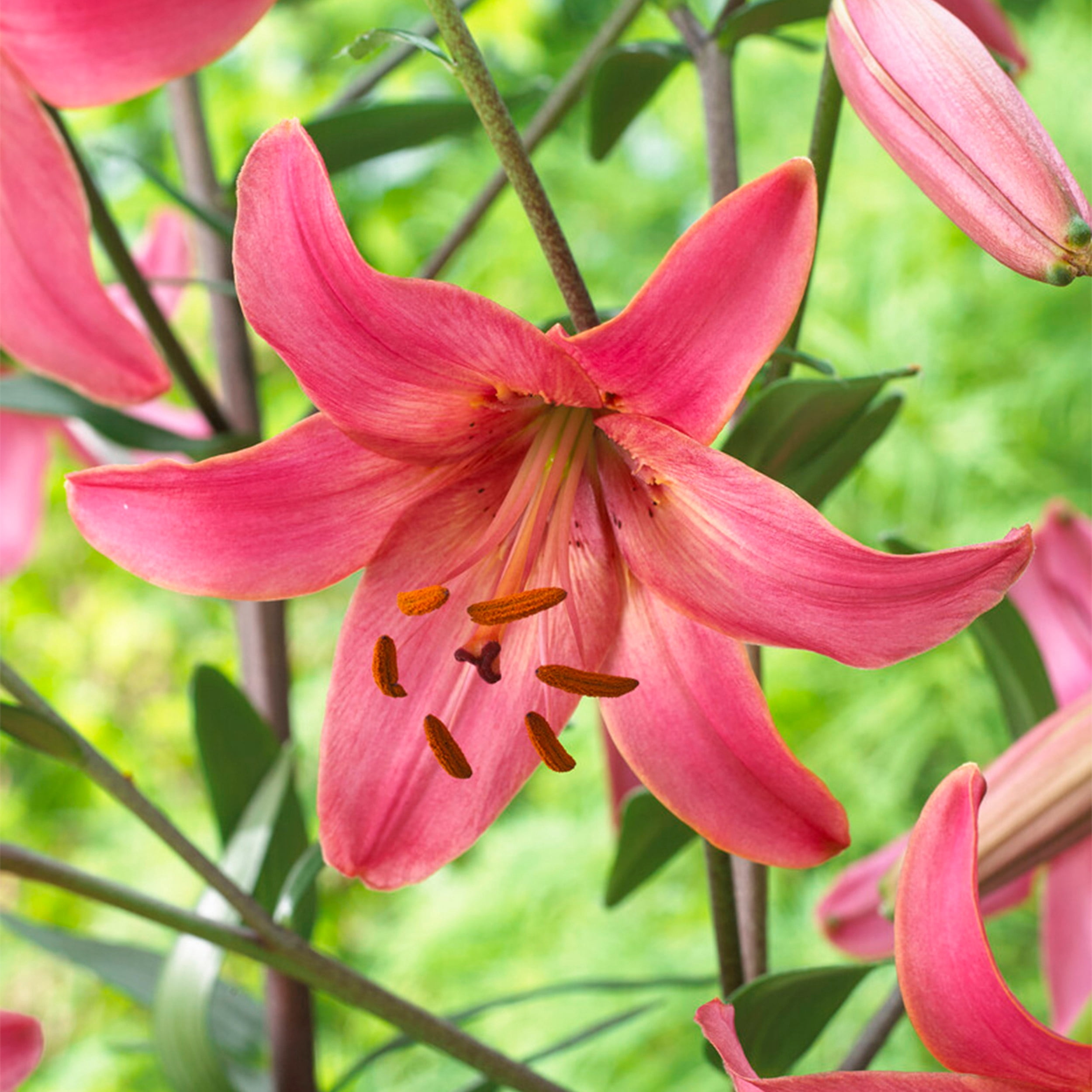 Garden State Bulb Pink Flight Asiatic Lily Flower Bulbs, 14/16cm (Bag of 10)