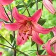 thumbnail image 1 of Garden State Bulb Pink Flight Asiatic Lily Flower Bulbs, 14/16cm (Bag of 30), 1 of 8