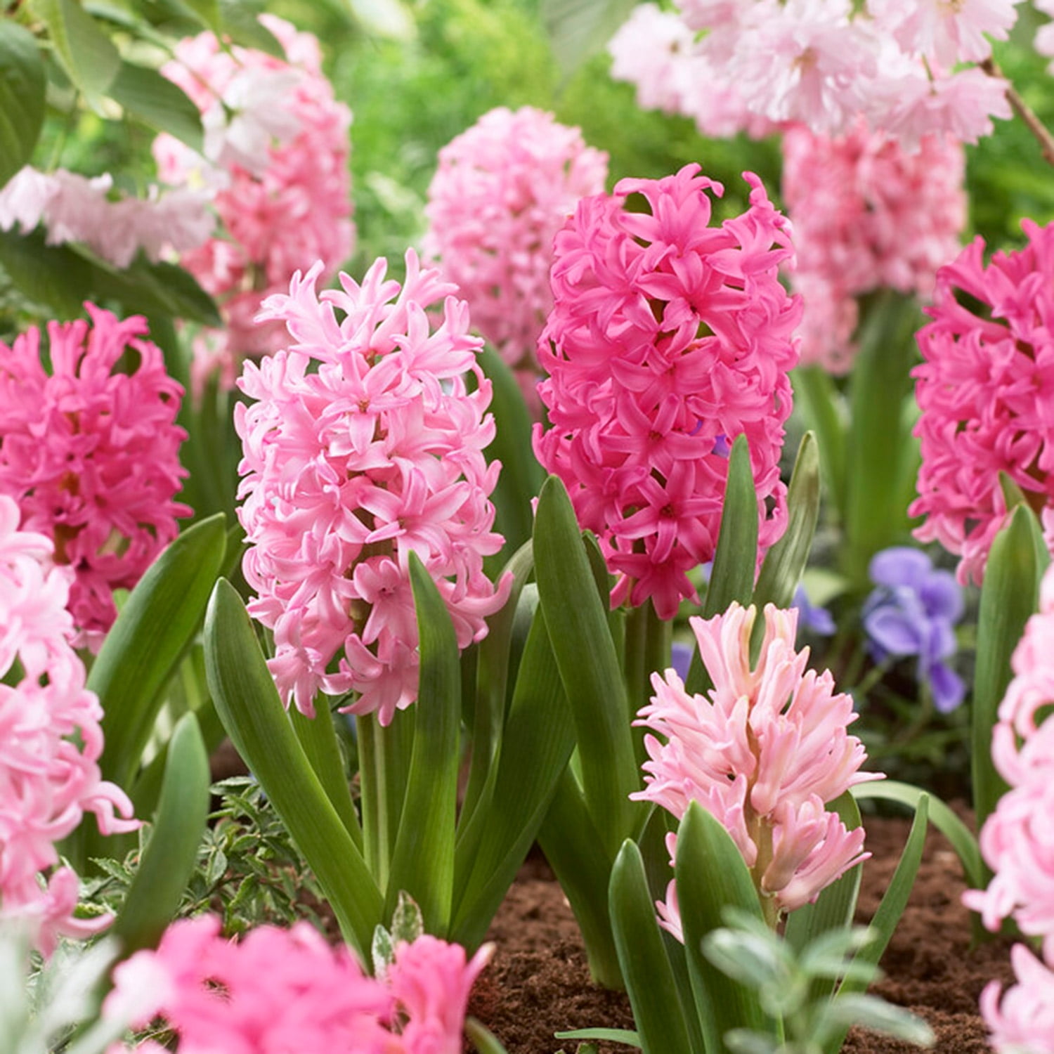 Garden State Bulb Pink Mix Hyacinth Flower Bulbs, 14/15cm, Fragrant (Bag of 25)