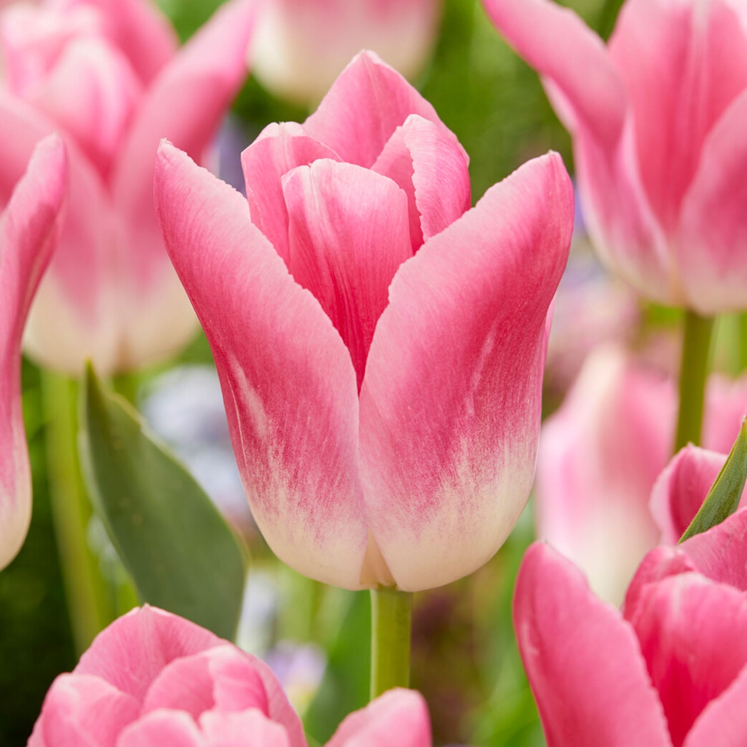 Garden State Bulb Pink Royal Ten Triumph Tulip Flower Bulbs, 12/+ cm (Bag of 250)