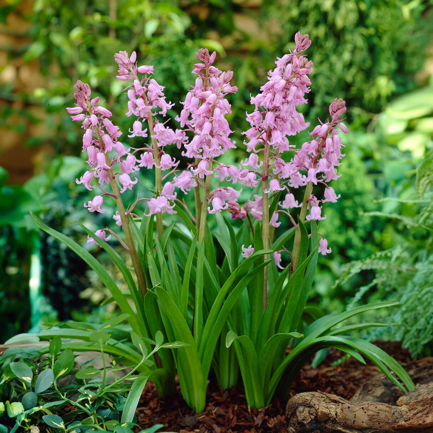 Garden State Bulb Pink Wood Hyacinth Flower Bulbs, 8/10cm, Fragrant (Bag of 100)