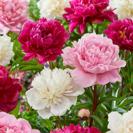 Garden State Bulb Pink and White Mixed Peony Flower Bulbs, Spring Planting (Bag of 3)