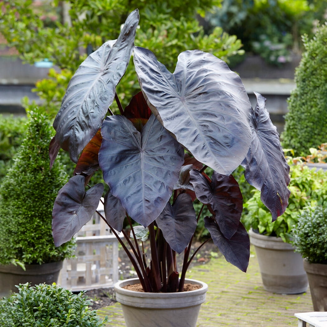 Garden State Bulb Premium Diamond Head Elephant Ear Bulbs, 9/11 inches (Bag of 1)