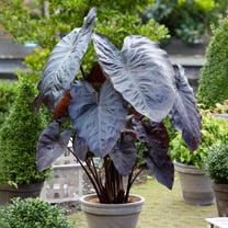 Garden State Bulb Premium Diamond Head Elephant Ear Bulbs, 9/11 inches (Bag of 2)