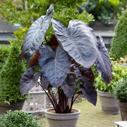 Garden State Bulb Premium Diamond Head Elephant Ear Bulbs, 9/11 inches (Bag of 2)