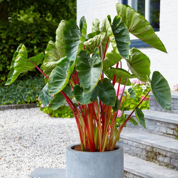 Garden State Bulb Premium Hawaiian Punch Elephant Ear Bulbs, 7/9 inches (Bag of 2)