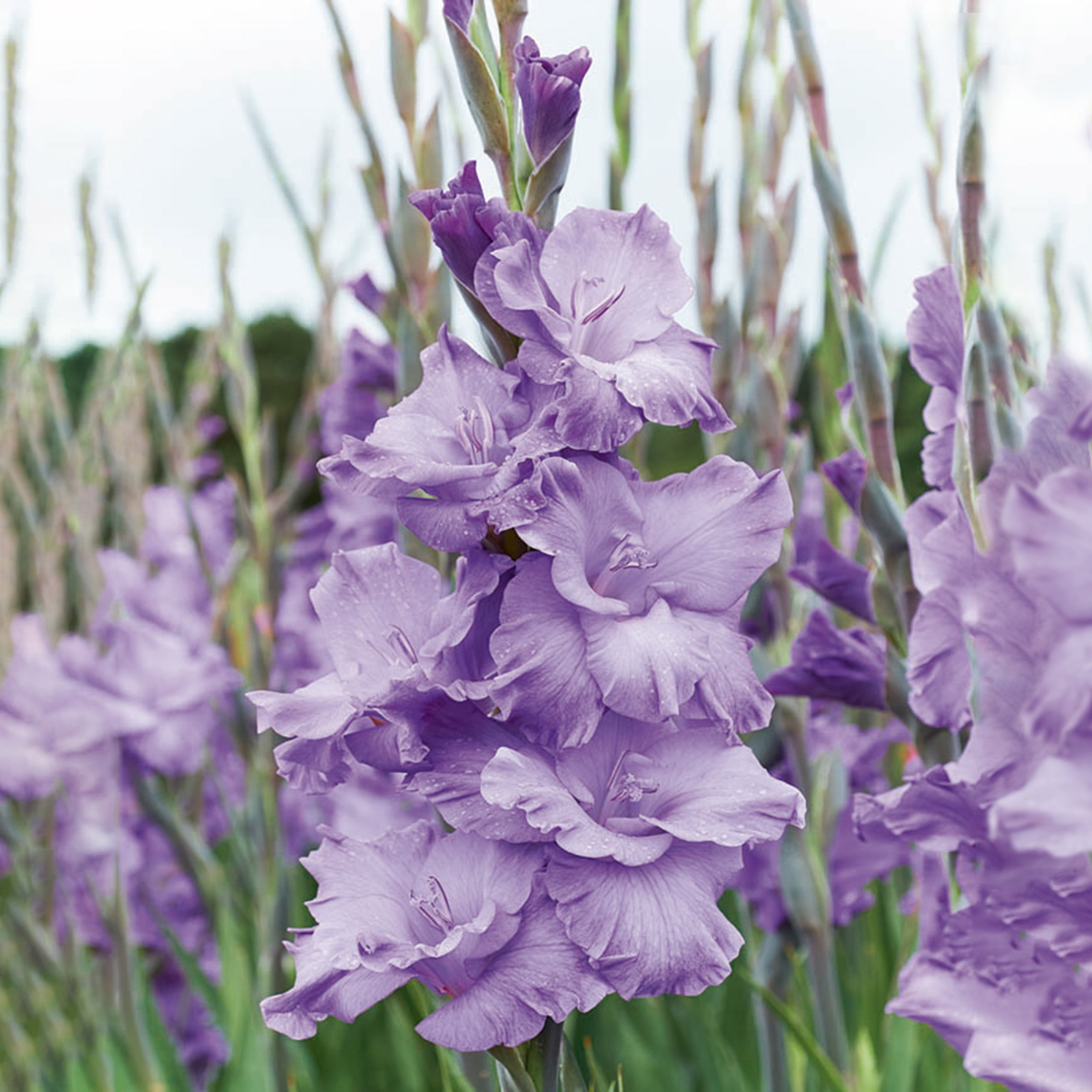 Garden State Bulb Purple Milka Gladiolus Flower Bulbs, Spring Planting (Bag of 60)