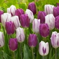 thumbnail image 1 of Garden State Bulb Purple Reflection Mixed Triumph Tulip Flower Bulbs, 11/12cm (Bag of 25), 1 of 8