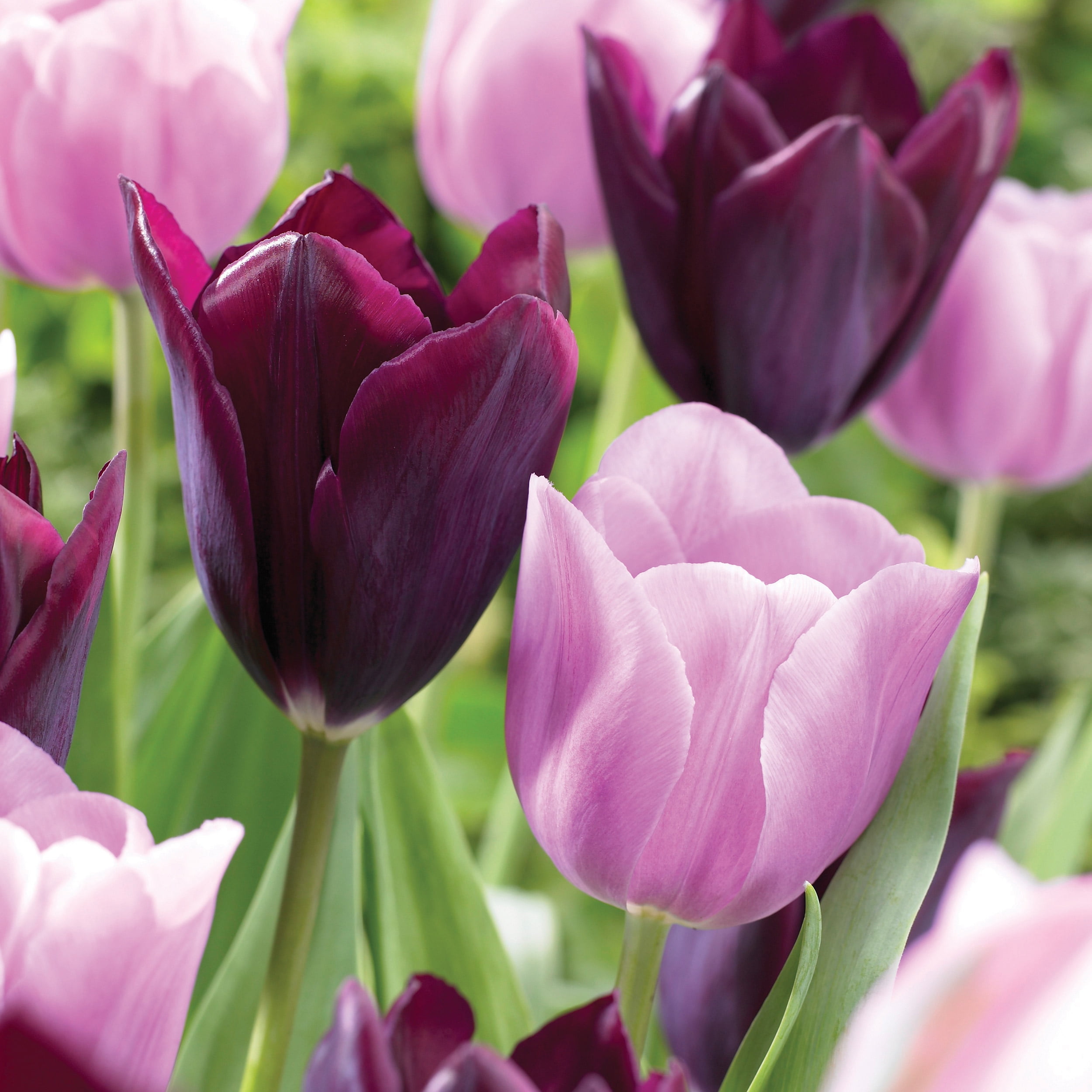purple and red mixed – Image 11
