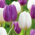 thumbnail image 1 of Garden State Bulb Purple and White Mix Triumph Tulip Flower Bulbs, 12/+ cm (Bag of 250), 1 of 8