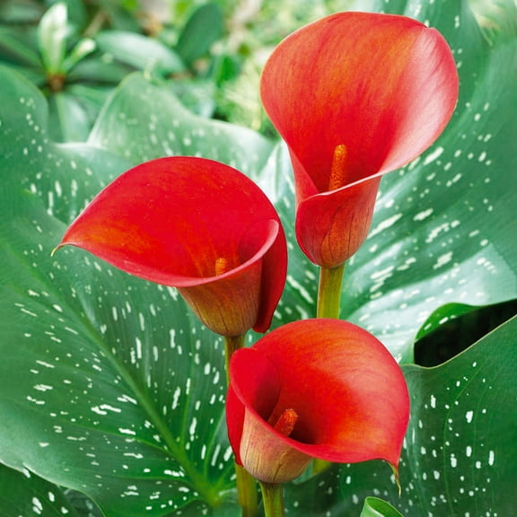 Garden State Bulb Red Alert Calla Lily Flower Bulbs, Spring Planting (Bag of 5)