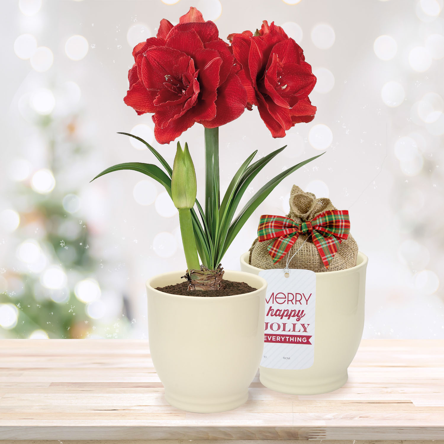 Garden State Bulb Red Double Amaryllis Bulb Gift Kit, 26/28cm (Cream Ceramic Planter)