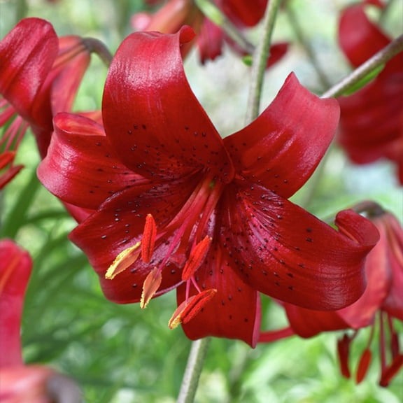 Garden State Bulb Red Velvet Asiatic Lily Flower Bulbs, Spring Planting (Bag of 10)