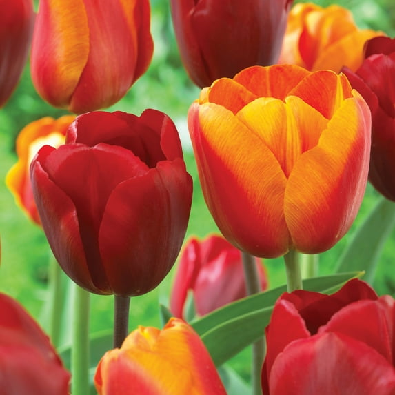 Garden State Bulb Red and Orange Mix Darwin Hybrid Tulip Flower Bulbs, 12/+ cm (Bag of 50)