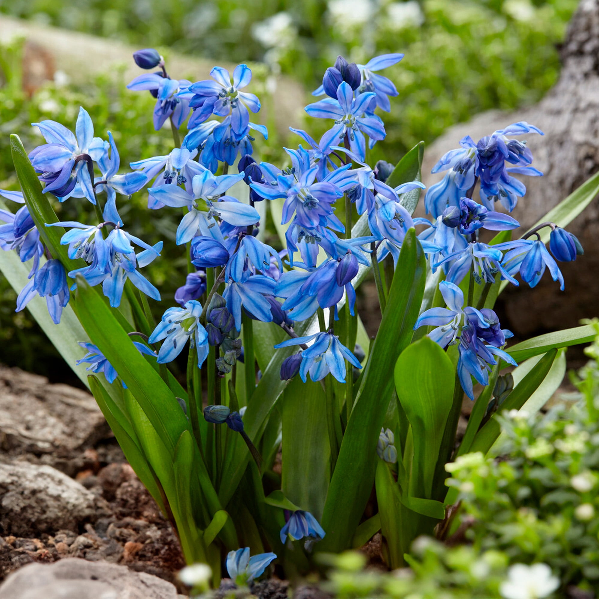 Garden State Bulb Siberian Squill Scilla Flower Bulbs, 7/8cm (Bag of 50)