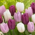 thumbnail image 1 of Garden State Bulb Single Early Dutch Prince Mix Tulip Flower Bulbs, 12/+ cm (Bag of 250), 1 of 8