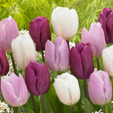 Garden State Bulb Single Early Dutch Prince Mix Tulip Flower Bulbs, 12/+ cm (Bag of 25)