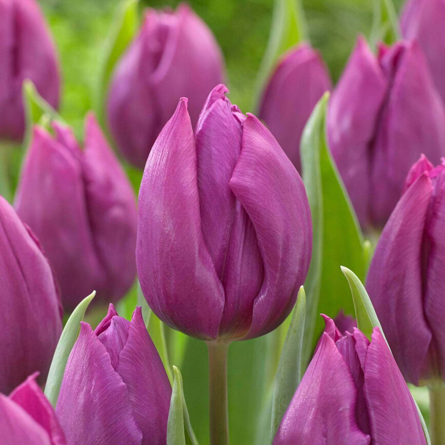 Garden State Bulb Single Early Purple Prince Tulip Flower Bulbs, 12/+ cm (Bag of 100)