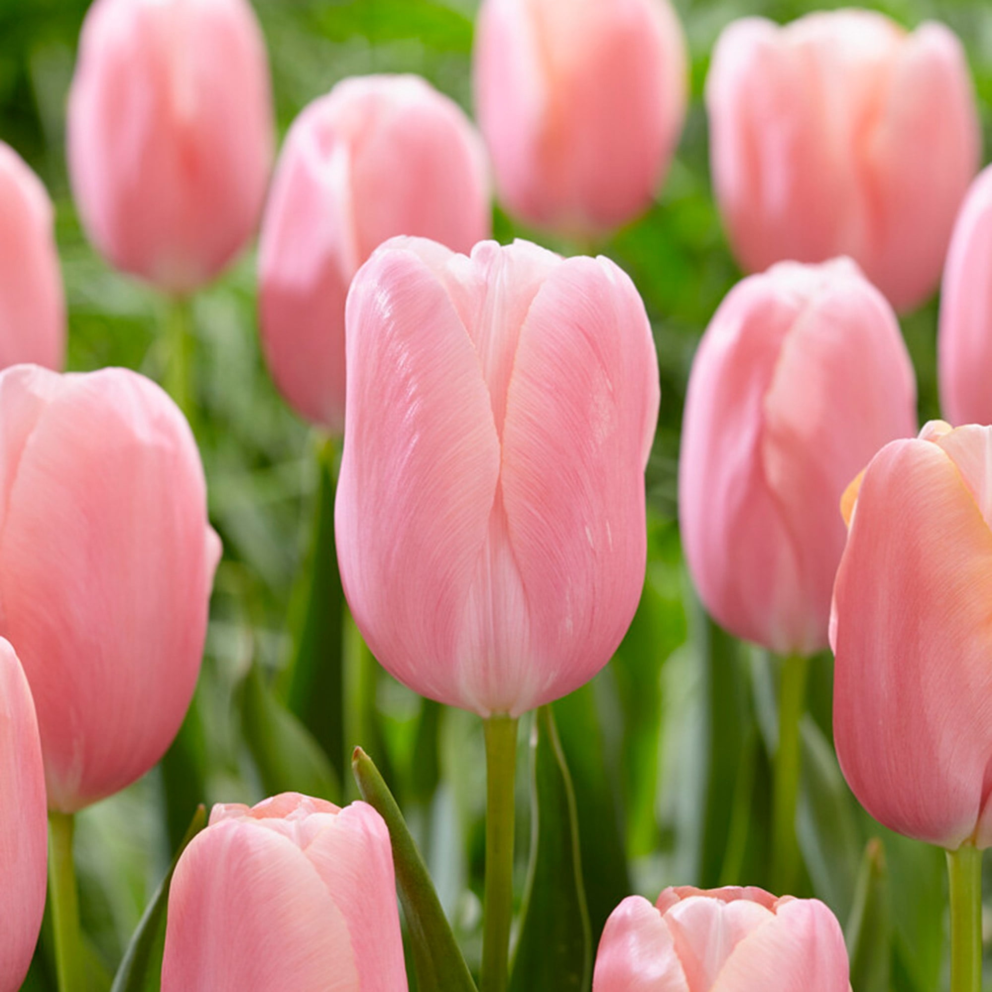 Garden State Bulb Single Late Pink Menton Tulip Flower Bulbs, 12/+ cm (Bag of 100)