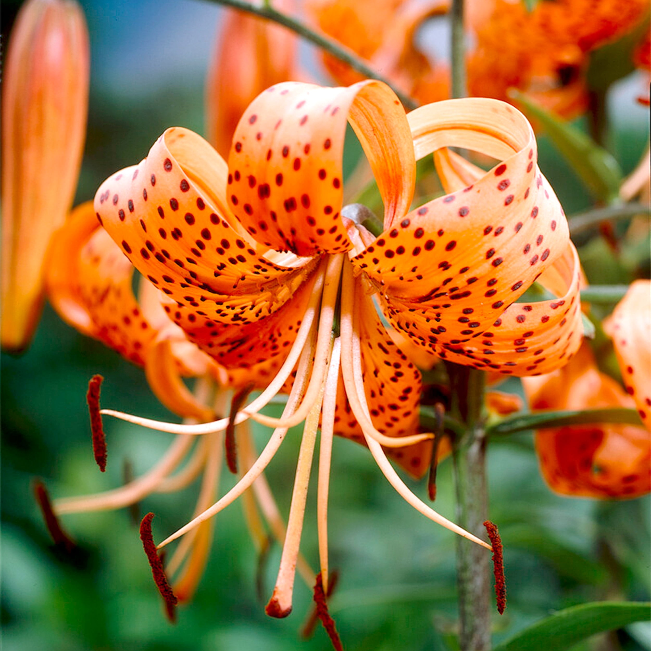 Garden State Bulb Splendens Tiger Lily Flower Bulbs, 14/16cm, Spring Planting (Bag of 30)
