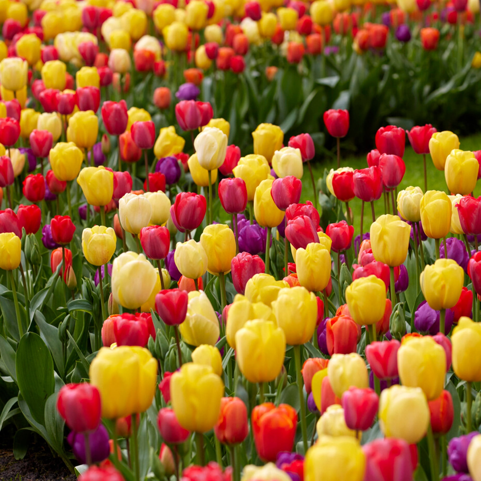 Garden State Bulb Spring Sunrise Mix Tulip Flower Bulbs, 12/+ cm