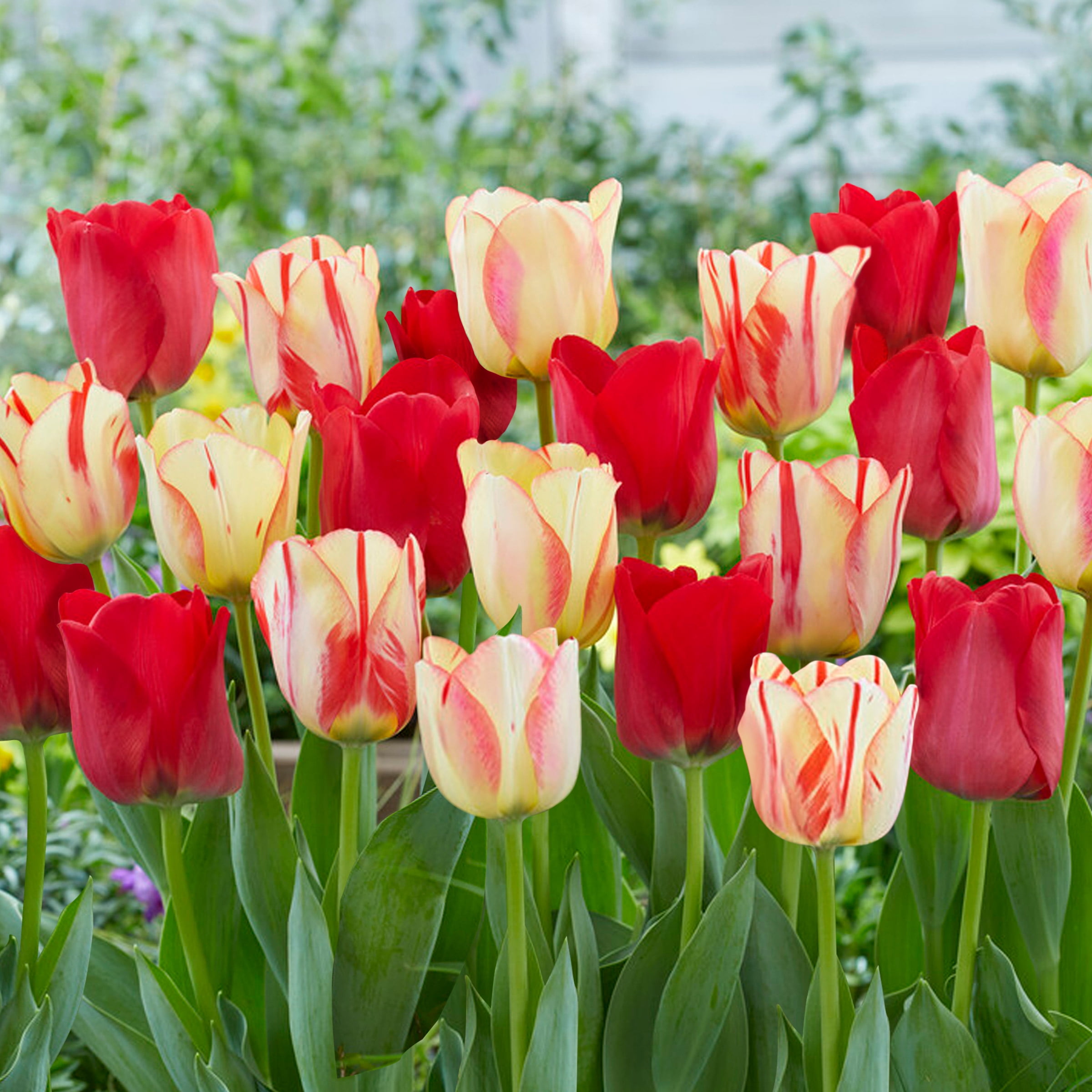 Garden State Bulb Spryng Break Blend Triumph Tulip Bulbs, 12/+ cm (Bag of 100)