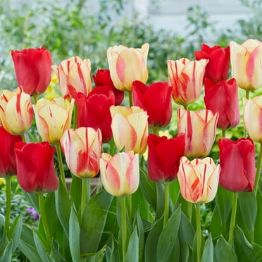 Garden State Bulb Spryng Break Blend Triumph Tulip Bulbs, 12/+ cm (Bag of 25)