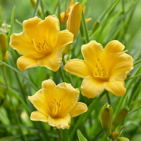Garden State Bulb Stella D'oro Daylily Flower Bulbs, Bare Roots, Spring Planting (Bag of 10)