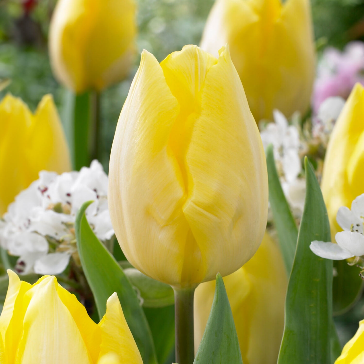 Garden State Bulb Sunny Prince Single Early Tulip Flower Bulbs, 12/+ cm (Bag of 250)