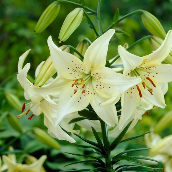 Garden State Bulb Sweet Surrender Asiatic Lily Flower Bulbs, 14/16cm, Spring Planting (Bag of 20)