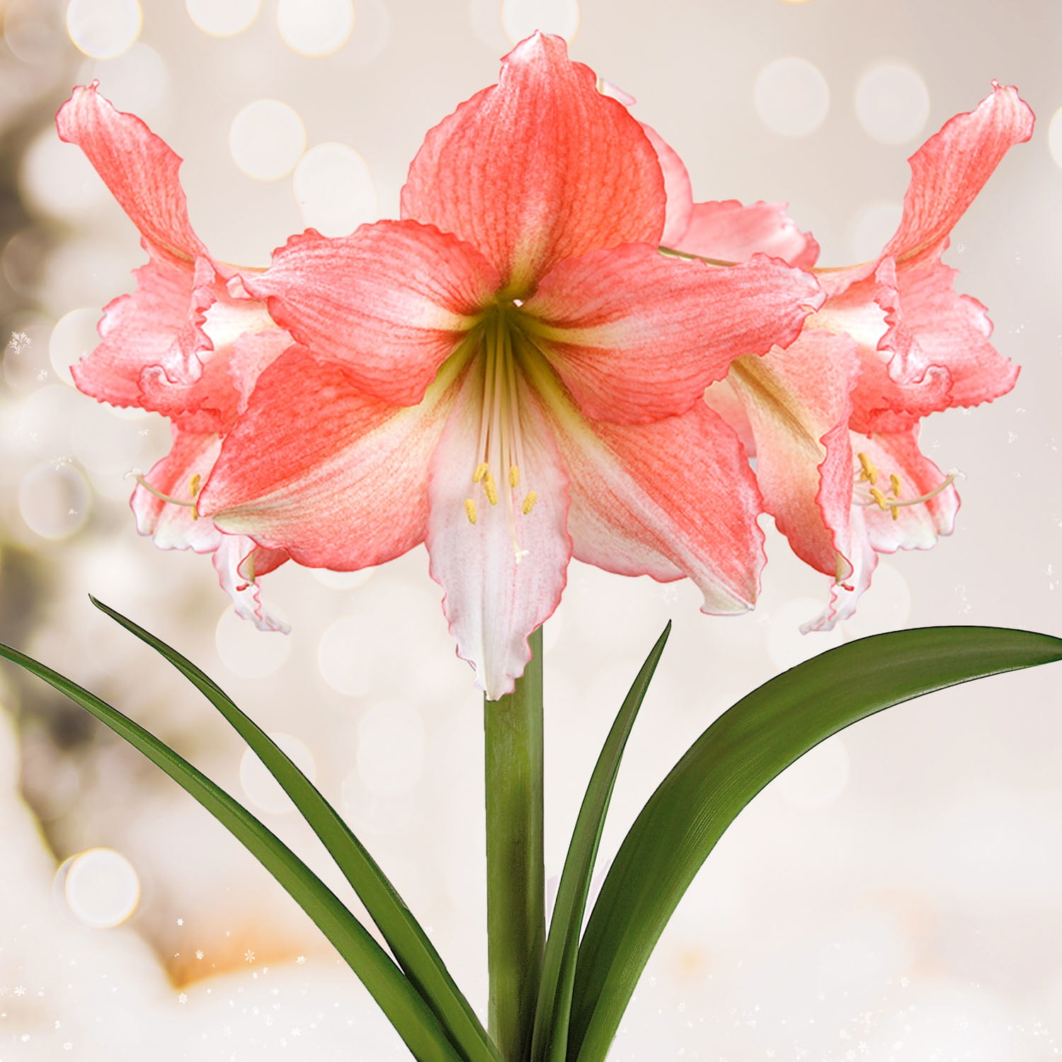 Garden State Bulb Tinkerbell Amaryllis Flower Bulb, 26/28cm (Bag of 6)