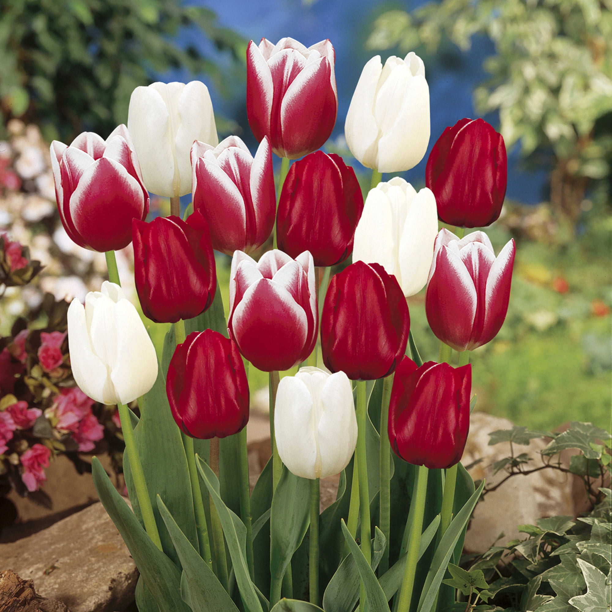 Garden State Bulb Triumph Candy Cane Mix Tulip Flower Bulbs, 12/+ cm (Bag of 50)