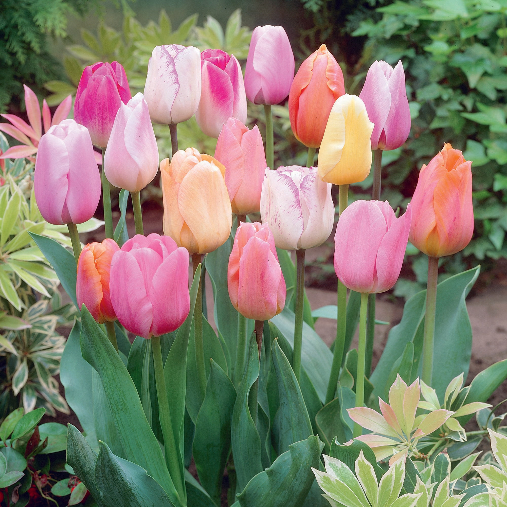 Garden State Bulb Triumph Easter Joy Mix Tulip Flower Bulbs, 12/+ cm (Bag of 250)