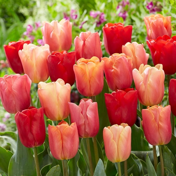 Garden State Bulb Triumph Jimmy Mix Tulip Flower Bulbs, 12/+ cm (Bag of 250)