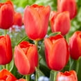 thumbnail image 1 of Garden State Bulb Triumph Orange Juice Tulip Flower Bulbs, 12/+ cm (Bag of 100), 1 of 8