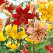 Garden State Bulb Twinkle Tiger Lily Mixed Flower Bulbs, 14/16 cm (Bag of 10)