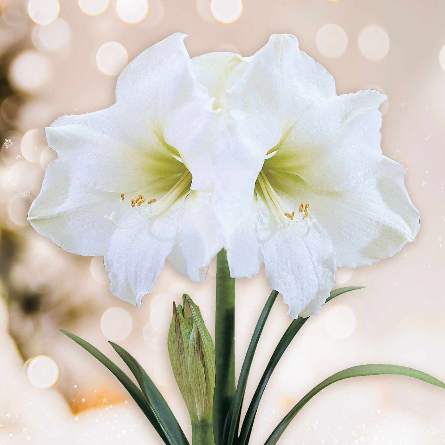Garden State Bulb White Christmas Amaryllis Flower Bulb, 28/30cm (Bag of 3)